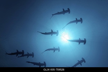Nine Scalloped Hammerhead Sharks (Sphyrna lewini) swimming as silhouettes in open water with the sun at the sea surface, seen from below, Darwin Island, Galapagos archipelago, UNESCO World Heritage Site, Ecuador, South America, Pacific Ocean-stock-foto