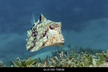 Humpback Turretfish (Tetrosomus gibbosus) above sea weed, Hashemite Kingdom of Jordan, JK, Red Sea, Western Asia-stock-foto