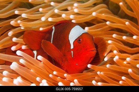 Maroon Clownfish (Premnas biaculeatus) in sea anemone, Great Barrier Reef, UNESCO World Heritage Site, Cairns, Queensland, Australia, Pacific-stock-foto