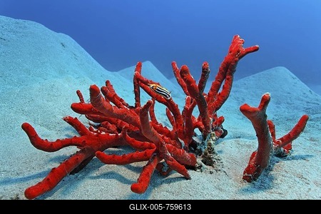 Magnificant Fire Sponge (Latrunculia magnifica) on sandy bottom with Nudibranch (Cromodoris quadricolor), Makadi Bay, Hurghada, Egypt, Red Sea, Africa-stock-foto