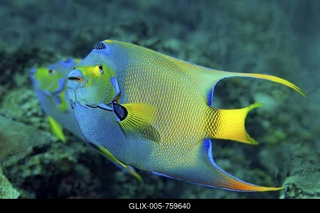 Pair of Queen Angelfish (Holacanthus ciliaris) in a coral reef, Barrier Reef, San Pedro, Ambergris Cay Island, Belize, Central America, Caribbean-stock-foto