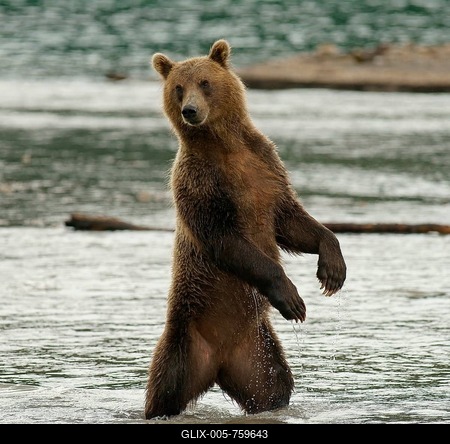 Brown bear (Ursus arctos) fishing for salmon, Kurile Lake, Kamchatka, Russia-stock-foto