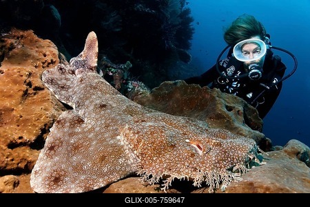 Scuba diver observing a Tasseled Wobbegong (Eucrossorhinus dasypogon), Great Barrier Reef, UNESCO World Heritage Site, Queensland, Cairns, Australia, Pacific Ocean-stock-foto
