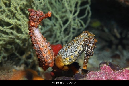Two Pacific Seahorses (Hippocampus ingens) holding onto a sponge, Cousin Rock, UNESCO World Heritage Site, Galapagos archipelago, Ecuador, Pacific Ocean-stock-foto