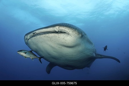 Whale Shark (Rhincodon typus), Darwin Island, Galapagos archipelago, UNESCO World Heritage Site, Ecuador, South America, Pacific Ocean-stock-foto