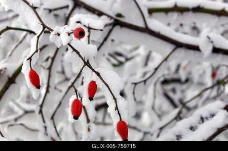 Snow-covered rosehip, Hainich National Park, a UNESCO World Heritage natural site, near Eisenach, Thuringia, Germany, Europe-stock-foto