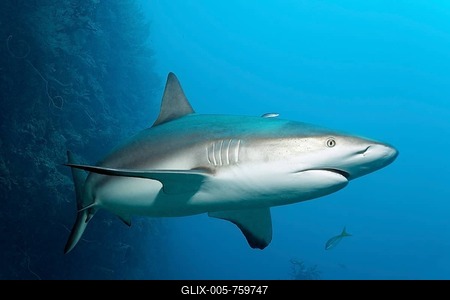 Caribbean reef shark (Carcharhinus perezi), coral wall, Republic of Cuba, Caribbean, Central America-stock-foto