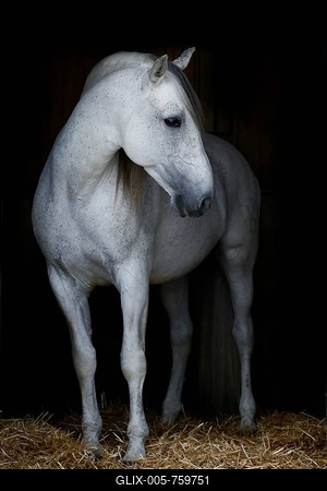Andalusian horse, stallion, Cartama, Spain-stock-foto