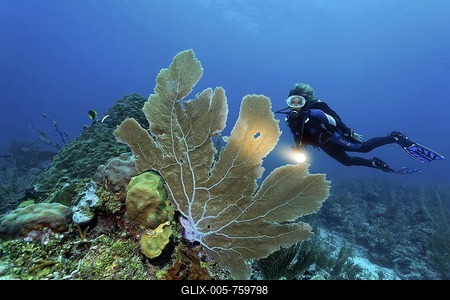 Scuba diver with a torch observing a Sea Fan coral (Gorgonia flabellum) on a coral reef, barrier reef, San Pedro, Ambergris Cay Island, Belize, Central America, Caribbean-stock-foto