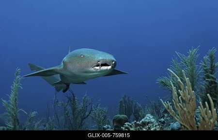 Nurse Sharks (Ginglymostoma cirratum) swimming amongst the coral reef in search of prey, barrier reef, San Pedro, Ambergris Cay Island, Belize, Central America, Caribbean-stock-foto