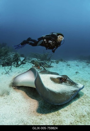 Southern stingray (Dasyatis americana), lifting off the sandy ground, watching diver, Little Tobago, Speyside, Trinidad and Tobago, Lesser Antilles, Caribbean Sea-stock-foto