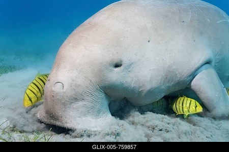 Dugong (Dugong dugon) feeding on seagrass bed, with Golden Trevallys (Gnathanodon speciosus), Great Barrier Reef, UNESCO World Heritage Site, Cairns, Queensland, Australia, Pacific-stock-foto