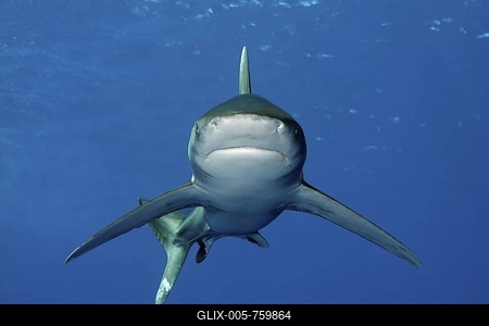 Oceanic whitetip shark (Carcharhinus longimanus) in blue water, frontal view, Daedalus Reef, Hurghada, Red Sea, Egypt, Africa-stock-foto