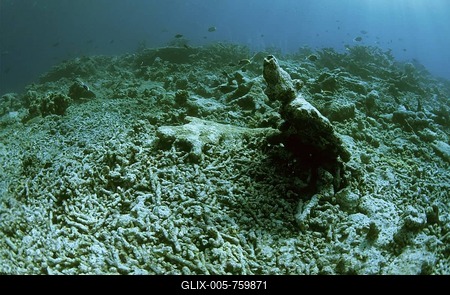 Dead corals. To high water temperature Maldives.-stock-foto