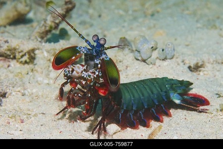 Mantis shrimp, Odontodactylus scyllarus.-stock-foto