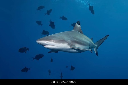 Blacktip Reef Shark (Carcharhinus melanopterus) and Redtoothed Triggerfish (Odonus niger), Dimaniyat Islands nature reserve, Al Batinah region, Oman-stock-foto