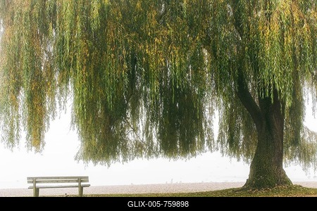 Babylon willow or weeping willow (Salix babylonica), bench, waterfront, foggy atmosphere, Lake Ammer, Upper Bavaria, Germany-stock-foto