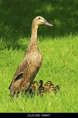 Indian runner duck (Anas platyrhynchos f. domestica) with ducklings-stock-foto