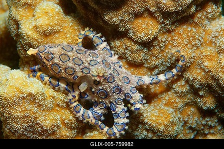 Greater blue-ringed octopus (Hapalochlaena lunulata), venomous, Bunaken National Park, Sulawesi, Celebes Sea, Indian Ocean, Indonesia-stock-foto