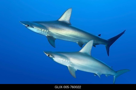 Two scalloped hammerhead sharks (Sphyrna lewini) swimming in open sea, Red Sea, Egypt-stock-foto