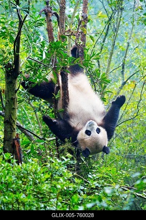 Giant Panda (Ailuropoda melanoleuca) hanging in a tree, captive, Chengdu Research Base of Giant Panda Breeding or Chengdu Panda Base, Chengdu, Sichuan, China-stock-foto