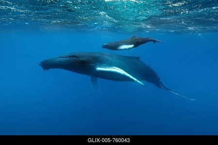 Humpback whale (Megaptera novaeangliae), female, cow, with young, calf, swims in the open ocean, Atlantic Ocean, Silver Bank, Dominican Republic-stock-foto