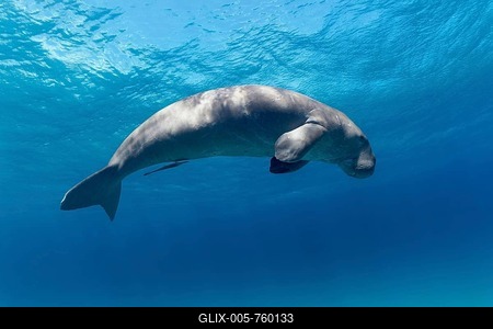 Dugong (Dugong dugon) also dugong, female, adult, swims in the open sea, Great Barrier Reef, Coral Sea, UNESCO World Heritage Site, Queensland, Cairns, Australia, Pacific Ocean-stock-foto