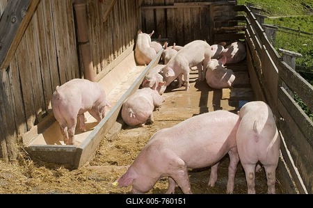 Pigs on an alpine pasture, Stoankasern-Alm, Hintertux, Zillertal, Tyrol, Austria, Euroe-stock-foto