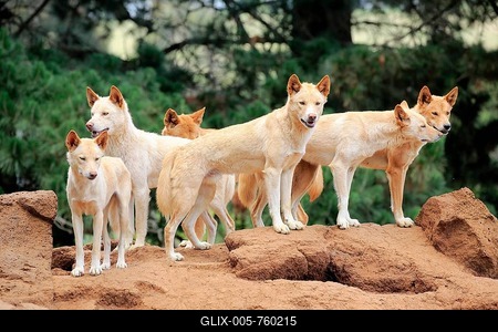 Dingo (Canis familiaris dingo), pack of adults on rock, Phillip Island, Gippsland, Victoria, Australia-stock-foto
