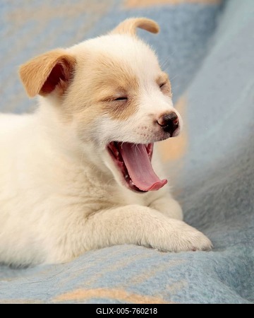 Young mongrel yawning-stock-foto