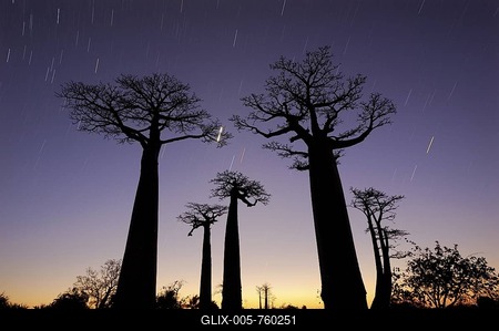 Grandidier's Baobabs (Adansonia grandidieri), Avenue of the Baobabs or Alley of the Baobabs at night with star trails, Morondava, Madagascar, Africa-stock-foto