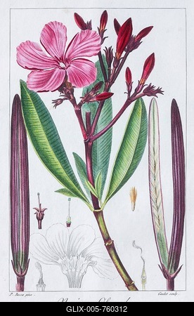 Oleander (Nerium oleander), hand-coloured copper engraving by Pancrace Bessa, from Herbier Général de l'Amateur, Paris, France, 1816-stock-foto