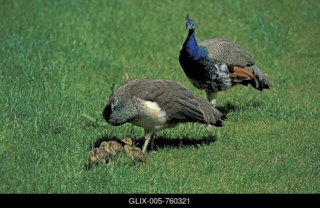 Indian or Common Peafowl (Pavo cristatus), peacock, peahen and chicks-stock-foto