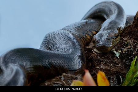 A large Anaconda or Green Anaconda (Eunectes murinus), Cuyabeno Wildlife Reserve, nature reserve, Ecuador-stock-foto
