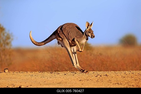 Red kangaroo (Macropus rufus), adult jumping, Sturt National Park, New South Wales, Australia-stock-foto