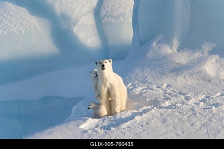 Polar bears (Ursus maritimus), mother animal and two young cubs, three month old, sitting on an iceberg, Unorganized Baffin, Baffin Island, Nunavut, Canada-stock-foto