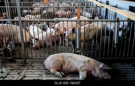 Mass livestock farming, pigs on slatted floors, animal welfare fattening stable, Ense, North Rhine-Westphalia, Germany-stock-foto