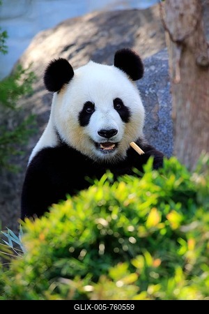 Giant Panda (Ailuropoda melanoleuca)-stock-foto
