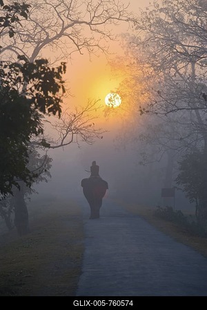Elephant and rider in the mist under the rising sun, UNESCO World Natural Heritage Site of Kaziranga National Park, Assam, North East India, India, Asia-stock-foto