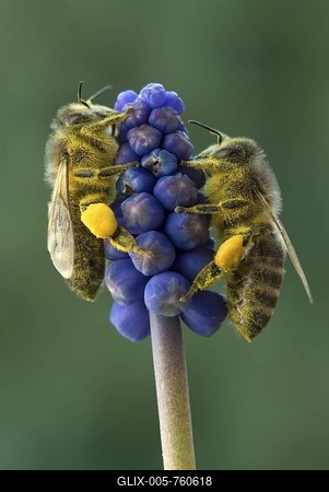 Honey Bee (Apis mellifera), Grape Hyacinth (Muscari botryoides), Schwaz, Tyrol, Austria, Europe-stock-foto
