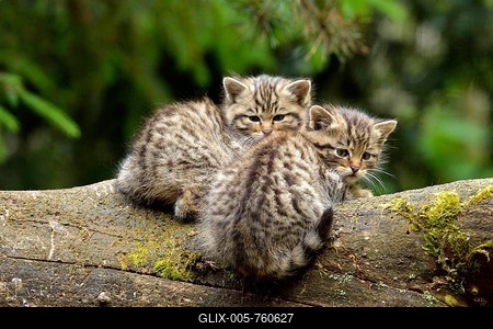 European Wildcats (Felis silvestris silvestris), kittens, Langenberg, Langnau, Switzerland-stock-foto
