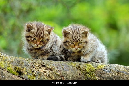 European Wildcat (Felis silvestris silvestris), kitten, Langenberg, Langnau, Switzerland-stock-foto