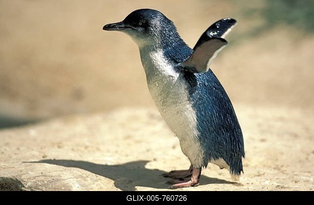Little Penguin (Eudyptula minor), Australia-stock-foto
