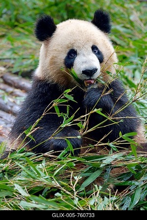 Giant Panda (Ailuropoda melanoleuca) feeding on bamboo leaves, captive, Chengdu Research Base of Giant Panda Breeding or Chengdu Panda Base, Chengdu, Sichuan, China-stock-foto