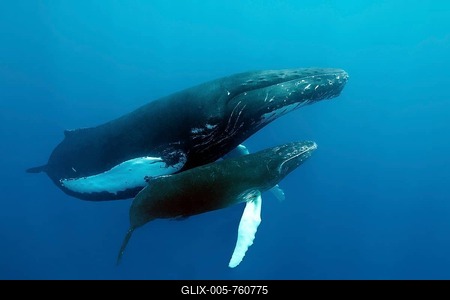 Humpback whale (Megaptera novaeangliae), female, cow, with young, calf, swims in the open sea, Silver Bank, Silver and Navidad Bank Sanctuary, Atlantic Ocean, Dominican Republic-stock-foto