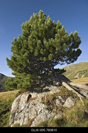 Swiss Pine or Arolla Pine (Pinus cembra), Nockberge Biosphere Reserve, Carinthia, Austria, Europe-stock-foto