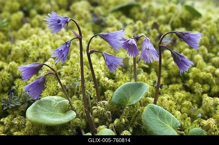 Alpine snowbell or blue moonwort (Soldanella alpina), Ladiz-Alm, Karwendelgebirge mountains, Tyrol, Austria, Europe-stock-foto