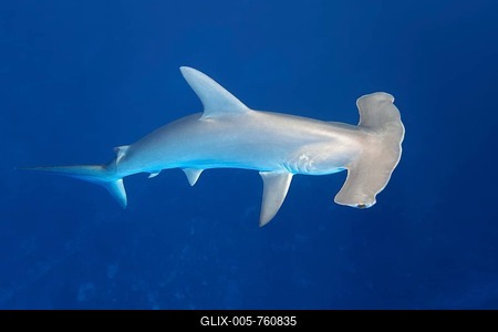 Scalloped hammerhead shark (Sphyrna lewini) swimming in open sea, Red Sea, Egypt-stock-foto