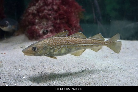 Cod, Atlantic Atlantic cod (Gadus morhua) Baltic Sea Info Center, Eckernförde, Schleswig-Holstein, Germany-stock-foto