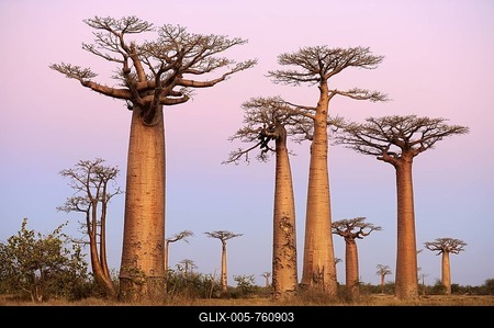 Baobab Alley, Grandidier's Baobab (Adansonia grandidieri), during magic hour, Morondava, Madagascar, Africa-stock-foto